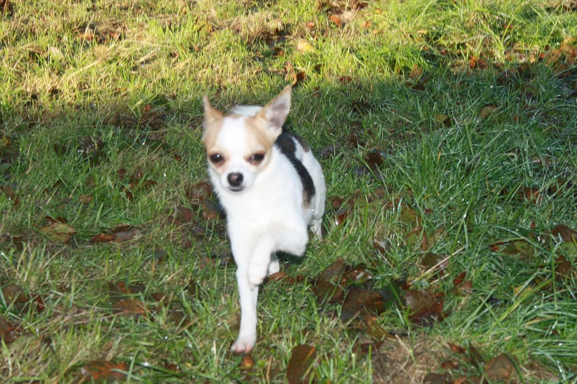 Chihuahua Pelé billede 28