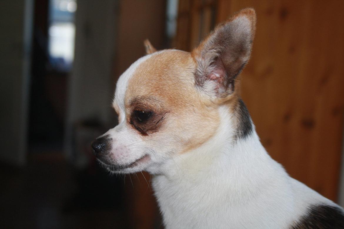 Chihuahua Pelé billede 29