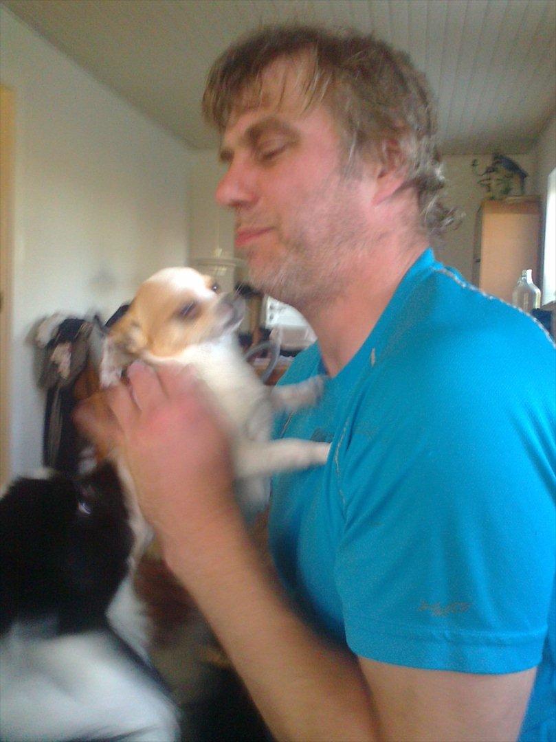 Chihuahua Pelé billede 30