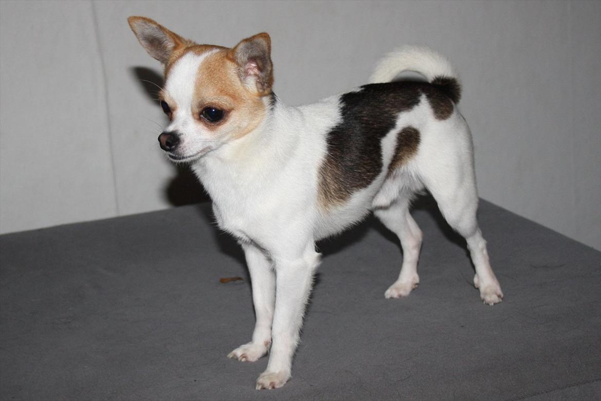 Chihuahua Pelé billede 31