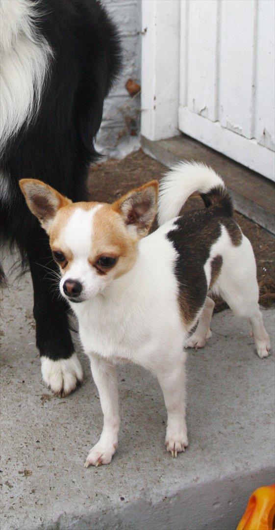 Chihuahua Pelé billede 26