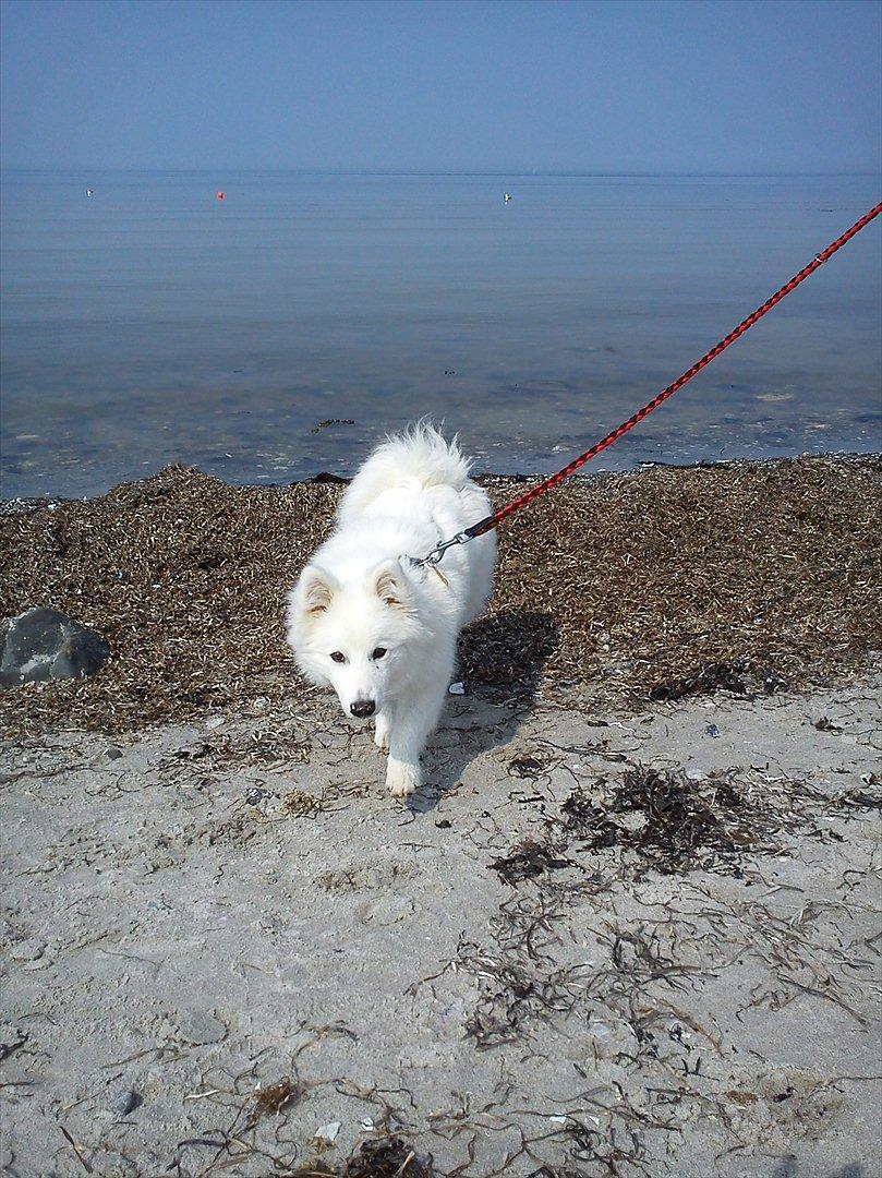 Japansk spids - Chiko - Chiko på stranden, for første gang :) billede 14