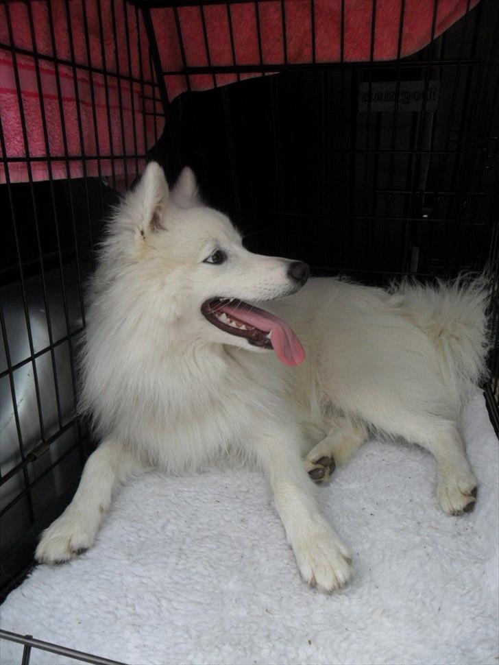 Japansk spids - Chiko - Slapper af efter en tur i hundeskoven.
Foto - Mig billede 16