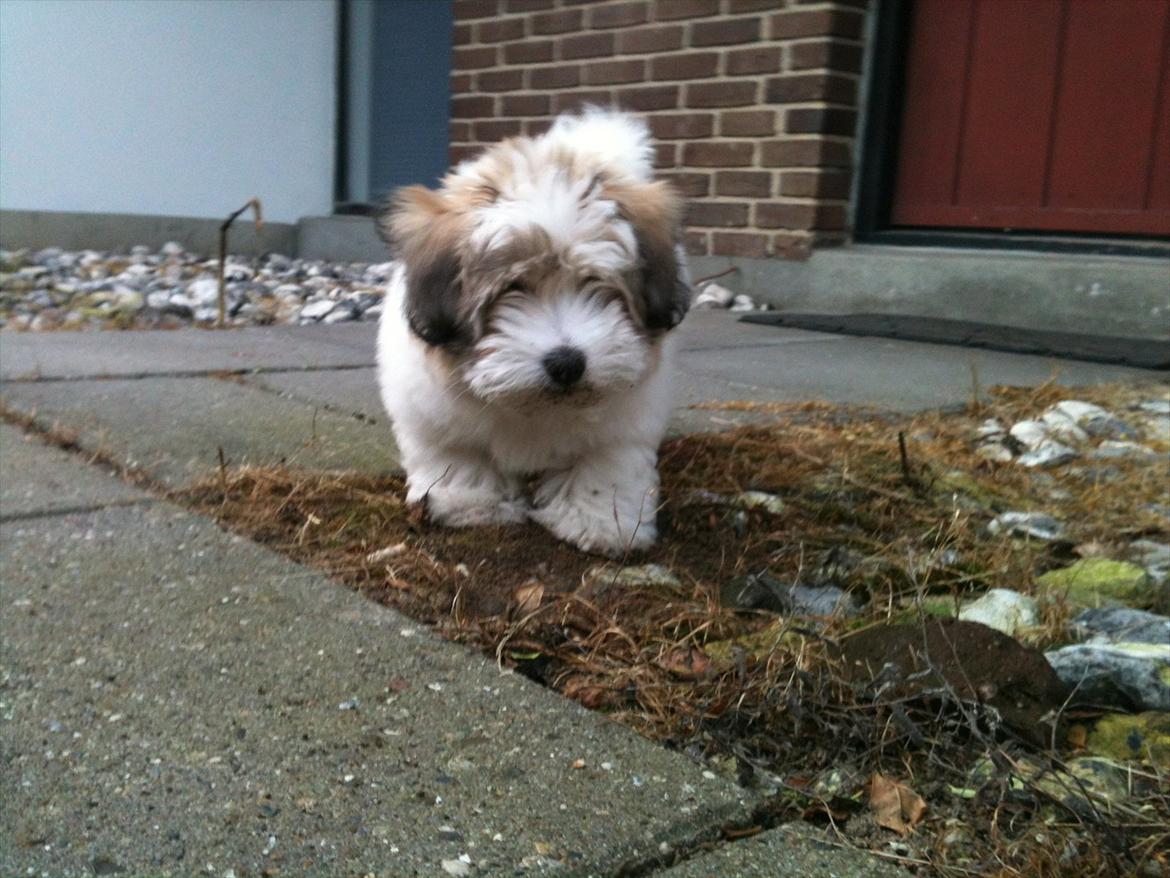 Coton de tulear Sille billede 11