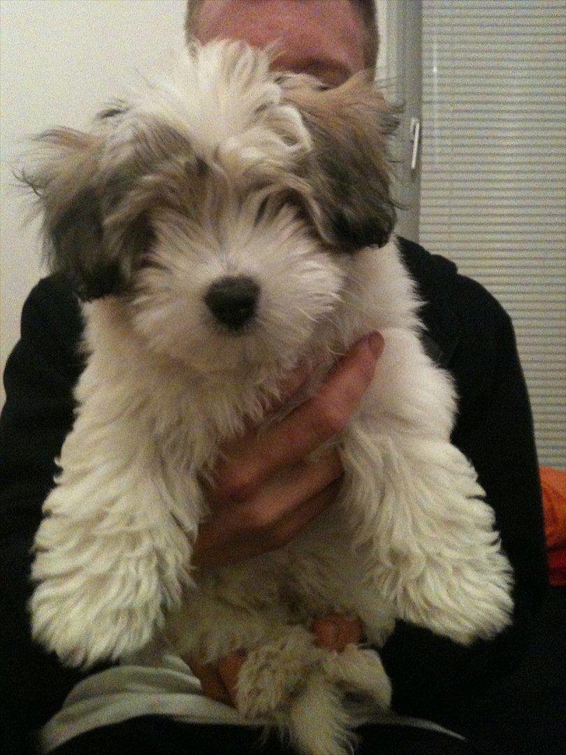 Coton de tulear Sille billede 12