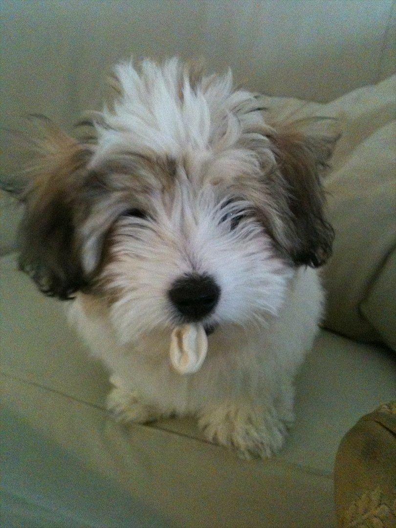 Coton de tulear Sille billede 1