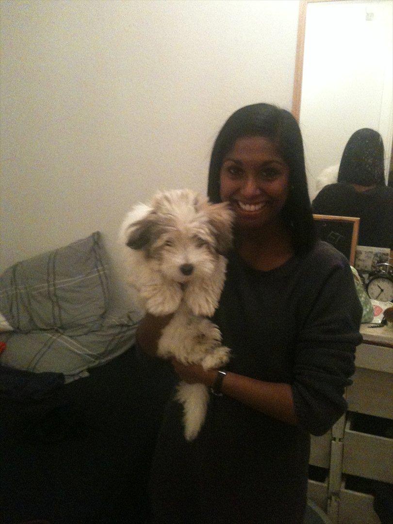 Coton de tulear Sille billede 2