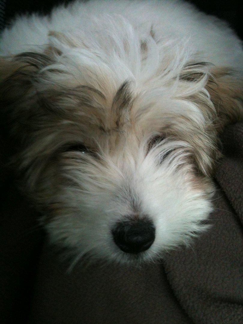 Coton de tulear Sille billede 13