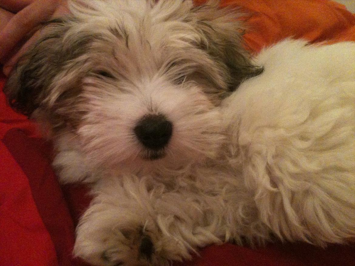Coton de tulear Sille billede 10
