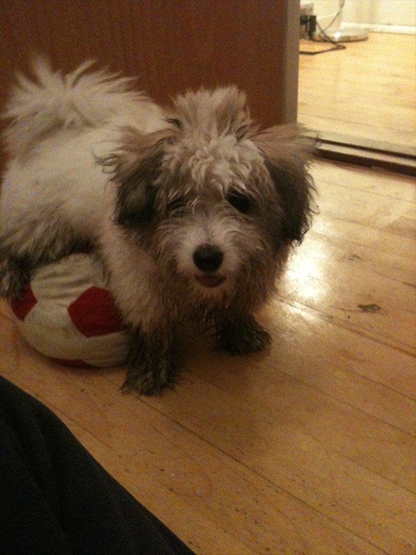 Coton de tulear Sille billede 8