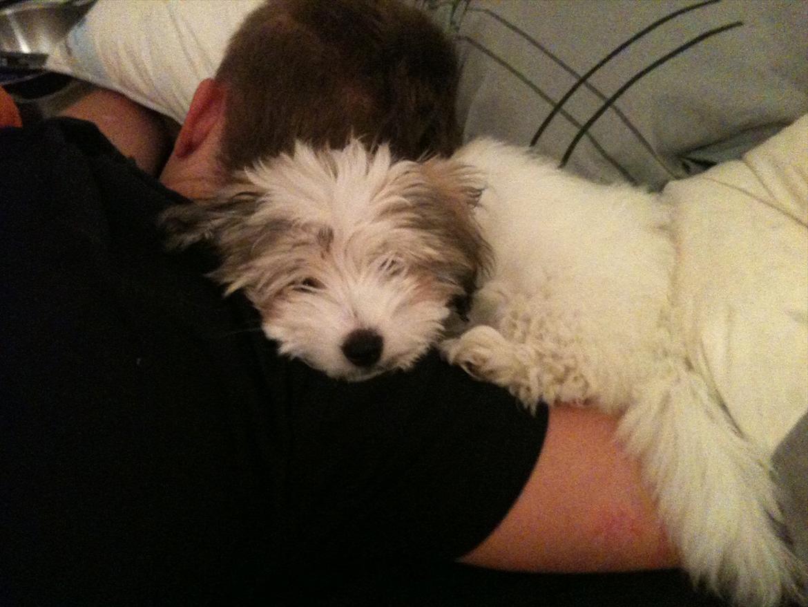 Coton de tulear Sille billede 7