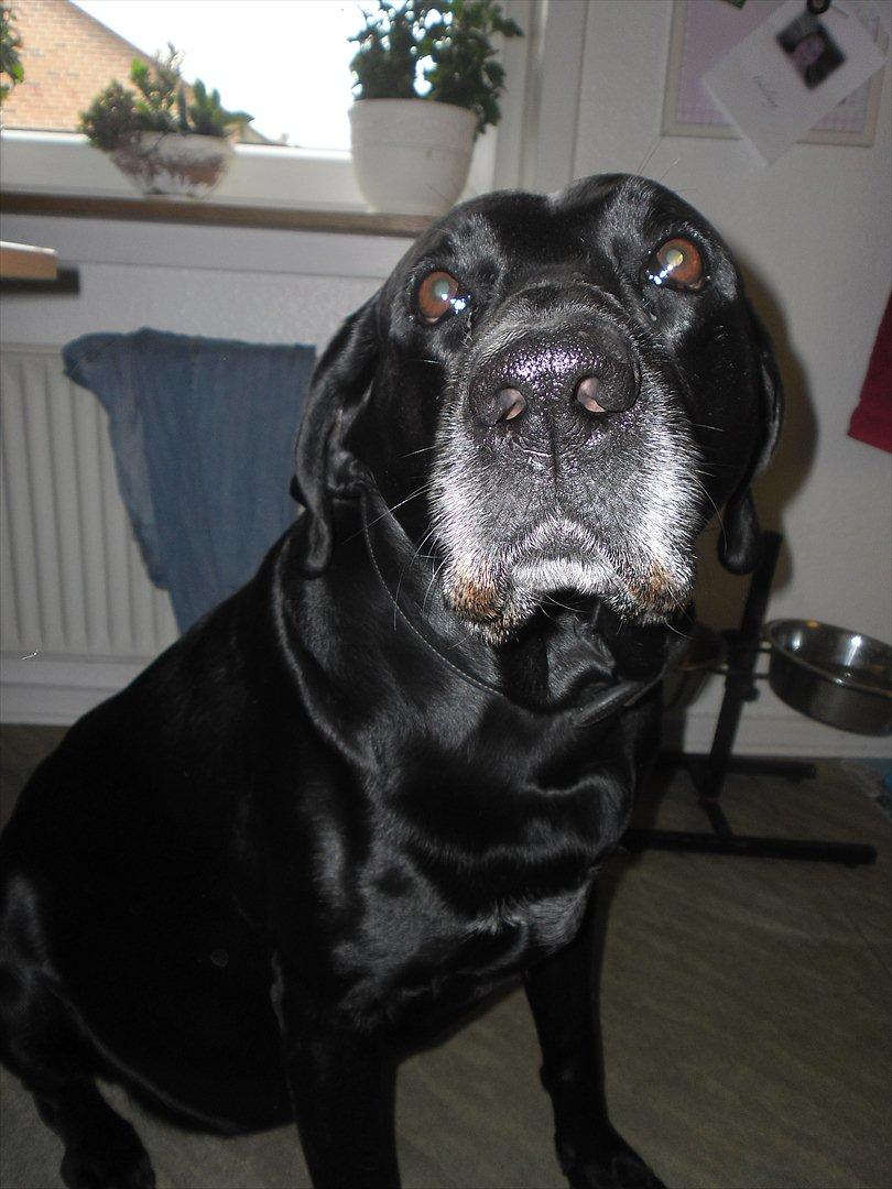 Labrador retriever Django Mine forældres : R.I.P baby. <3 billede 2