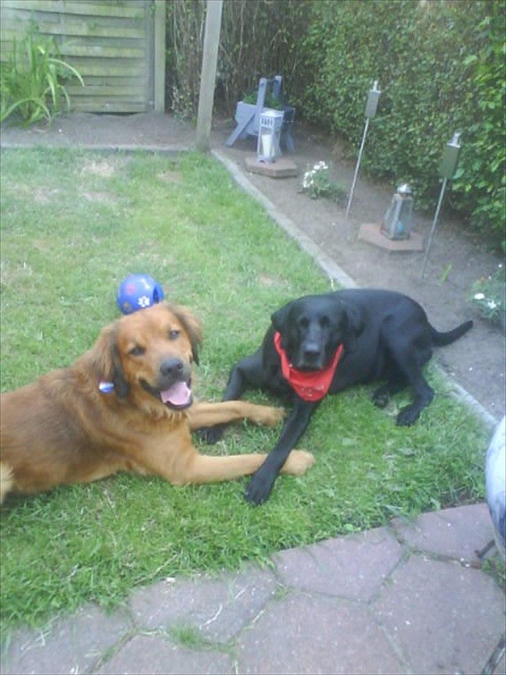 Labrador retriever Django Mine forældres : R.I.P baby. <3 billede 1