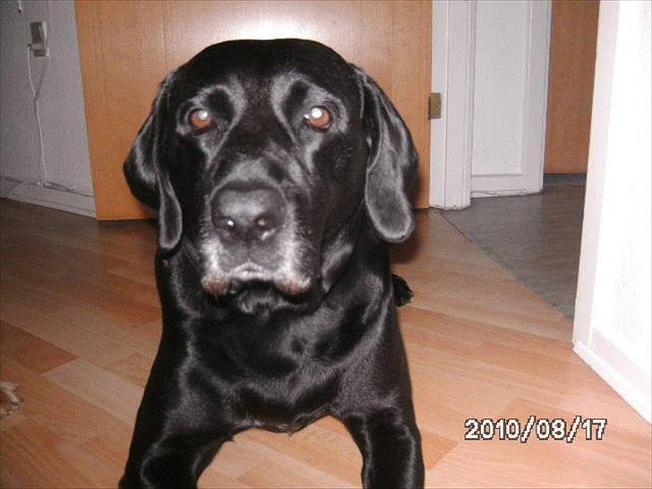 Labrador retriever Django Mine forældres : R.I.P baby. <3 billede 5