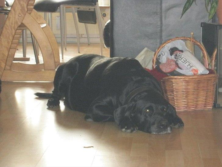 Labrador retriever Django Mine forældres : R.I.P baby. <3 billede 6