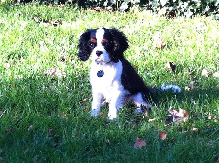 Cavalier king charles spaniel Laban - Den 13.10.2011
Her er han 3 månder. Ude at luftes i den gode solskinsvejr. billede 1