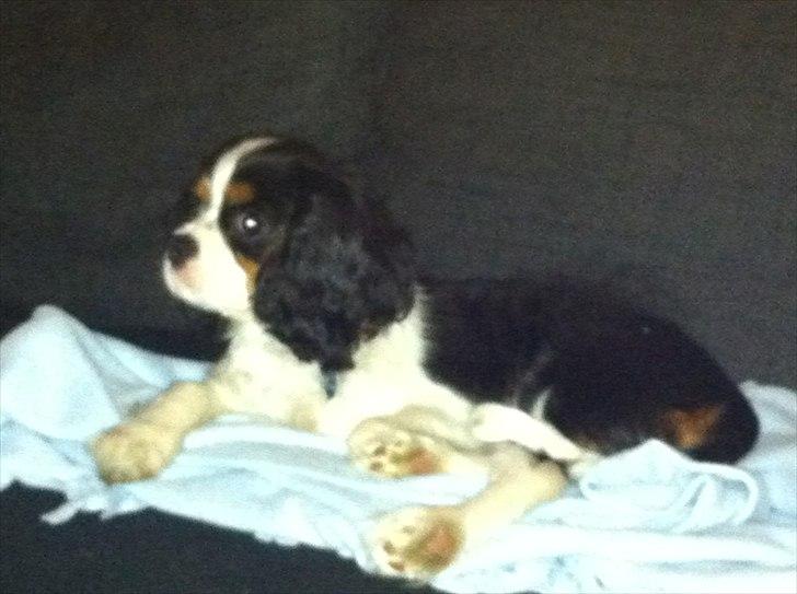 Cavalier king charles spaniel Laban - Den 22.11.2011
Ca. 4 månder. Han elsker at væer hvor vi er, sofaen er den store hygge. billede 2