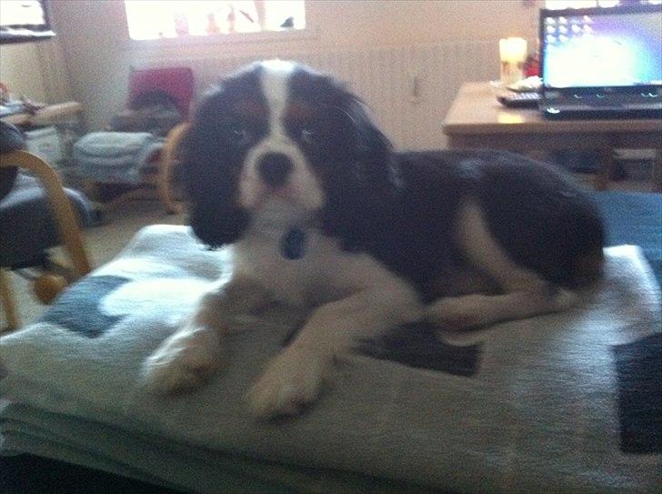 Cavalier king charles spaniel Laban - 04.12.2011
4 ½ måned, elsker at ligge på tæpper i sofaen. billede 3