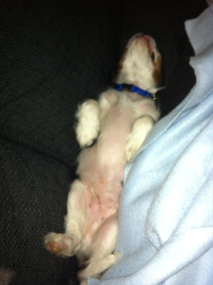 Cavalier king charles spaniel Laban - Ja så sover vi godt på sofaen. billede 4