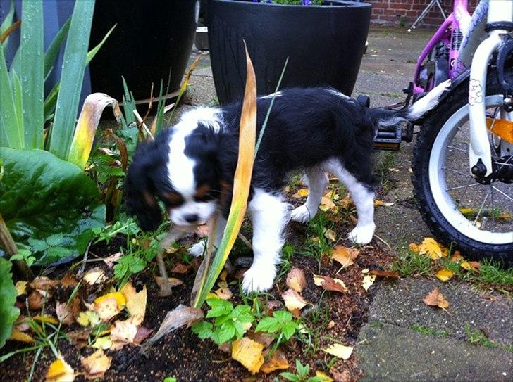 Cavalier king charles spaniel Laban - Ca. 3 månder, her er vi ude at lufte snuden. billede 5