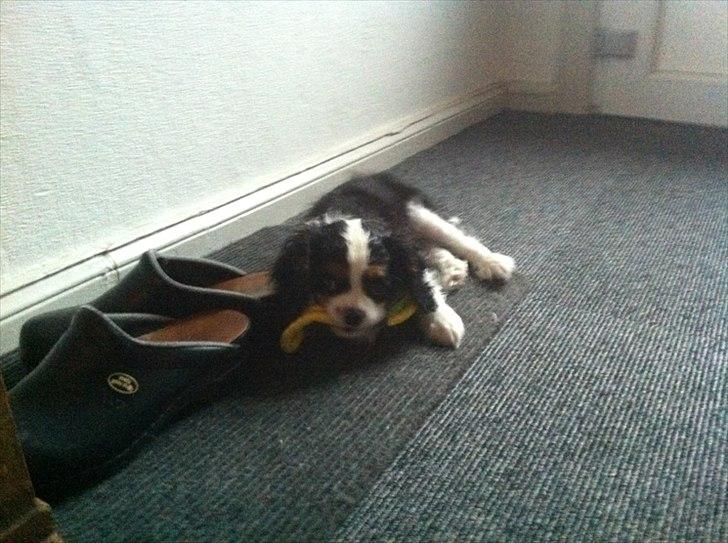 Cavalier king charles spaniel Laban - September ca. 10,11 uger gammel.
Her er vi godt igang med legetøj.  billede 6