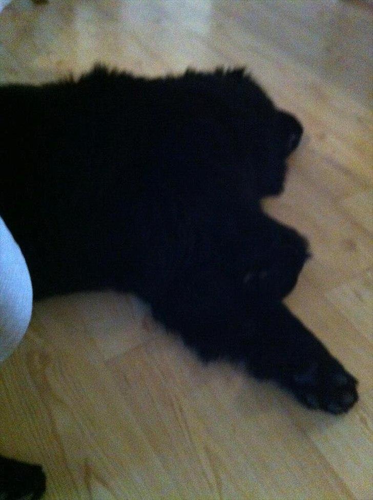 Newfoundlænder Sif Himmelhund billede 1