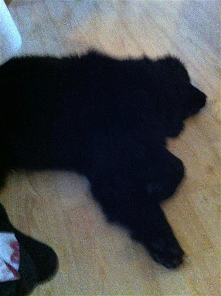 Newfoundlænder Sif Himmelhund billede 2