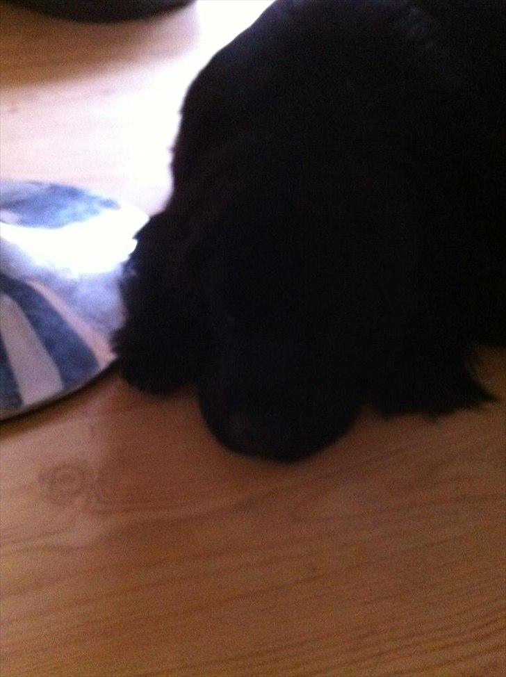 Newfoundlænder Sif Himmelhund billede 3