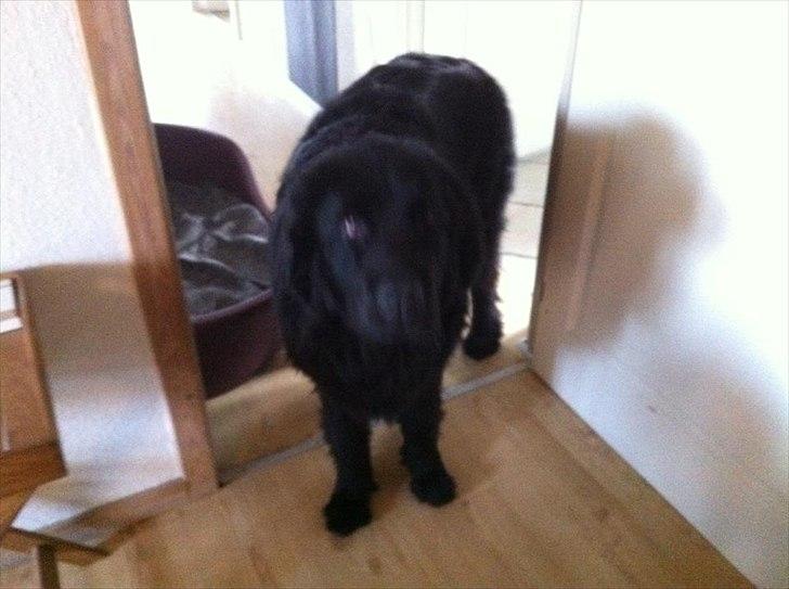 Newfoundlænder Sif Himmelhund billede 4