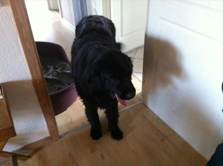 Newfoundlænder Sif Himmelhund billede 5