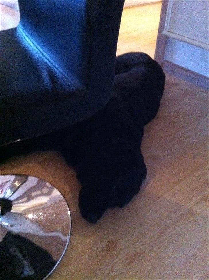 Labrador retriever Sille billede 1