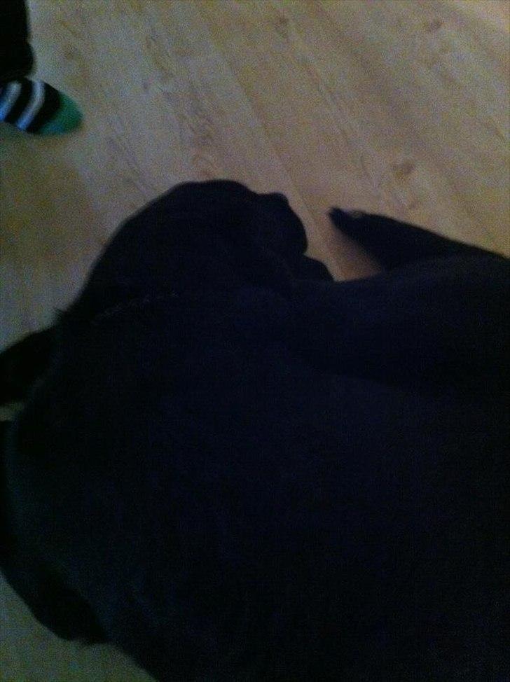 Labrador retriever Sille billede 2