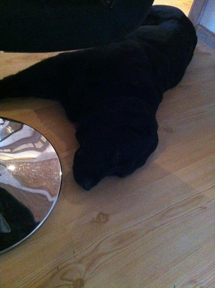 Labrador retriever Sille billede 3