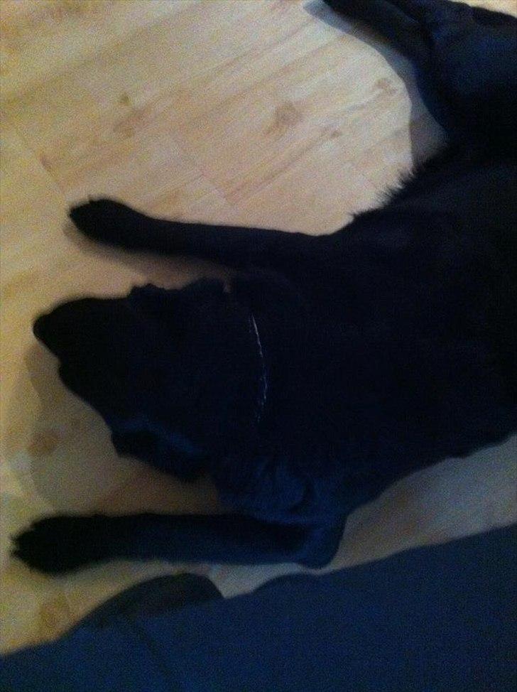 Labrador retriever Sille billede 4