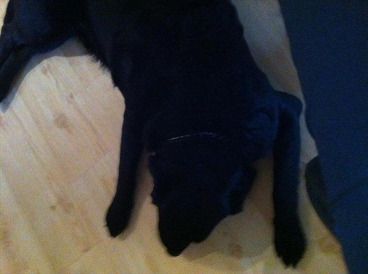 Labrador retriever Sille billede 5