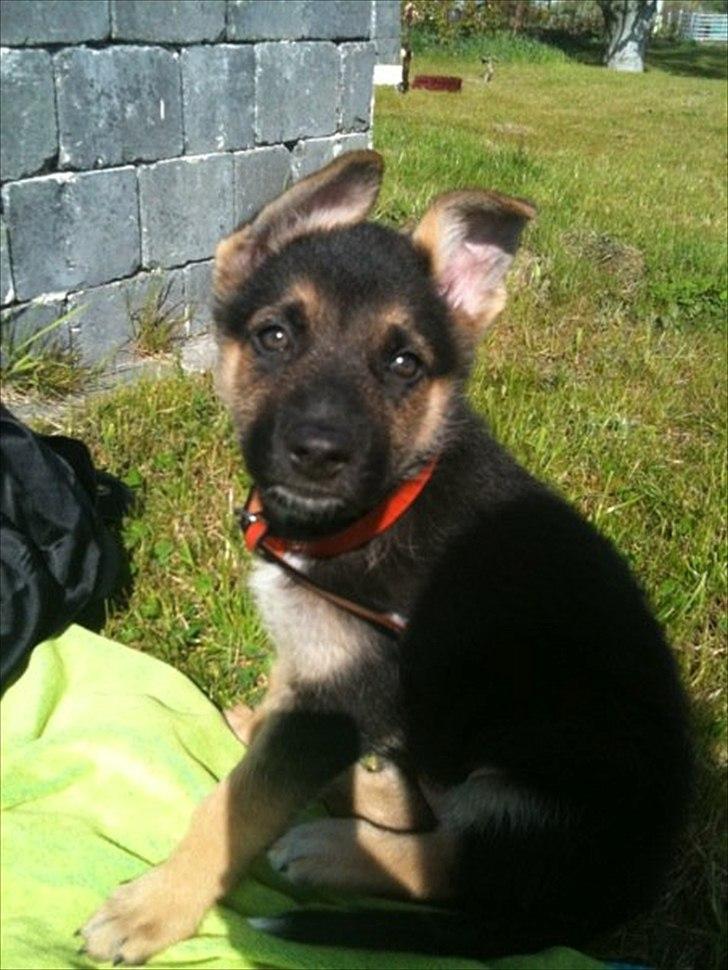 Schæferhund Bella  - Bella som hvalp.... billede 7