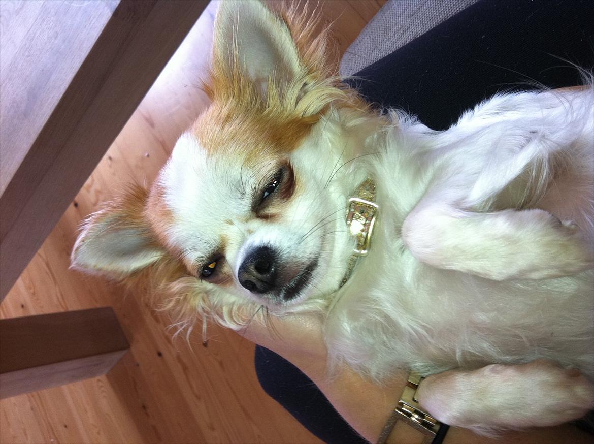 Chihuahua Chili billede 1