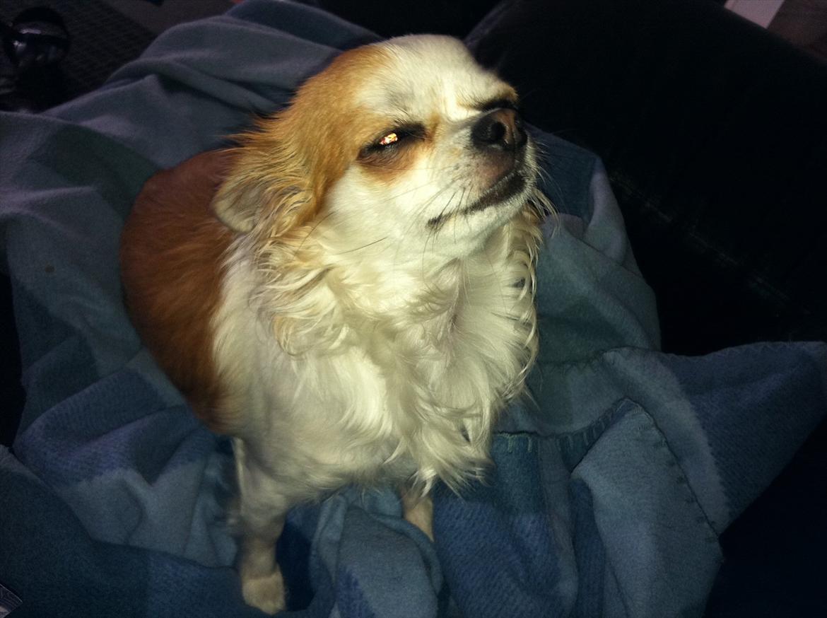 Chihuahua Chili billede 2