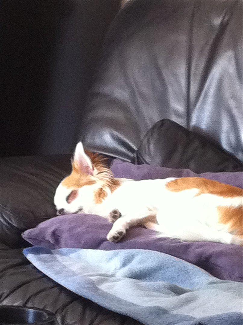 Chihuahua Chili billede 3