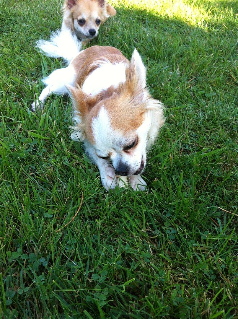 Chihuahua Chili billede 4