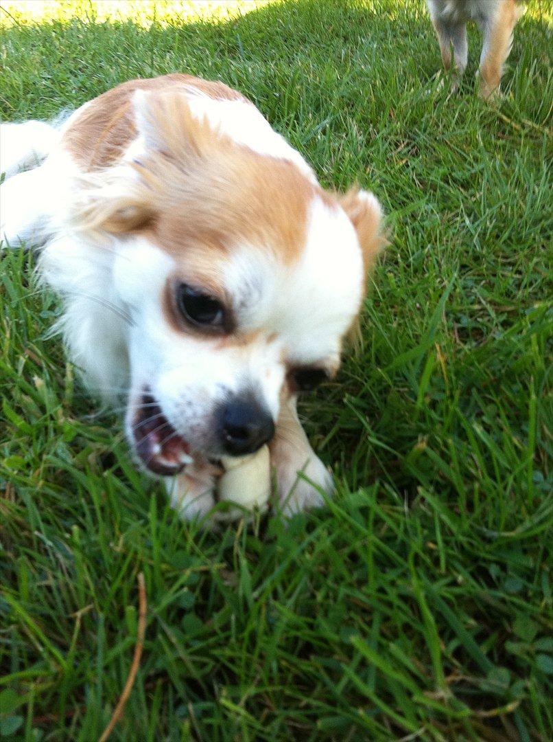 Chihuahua Chili billede 5