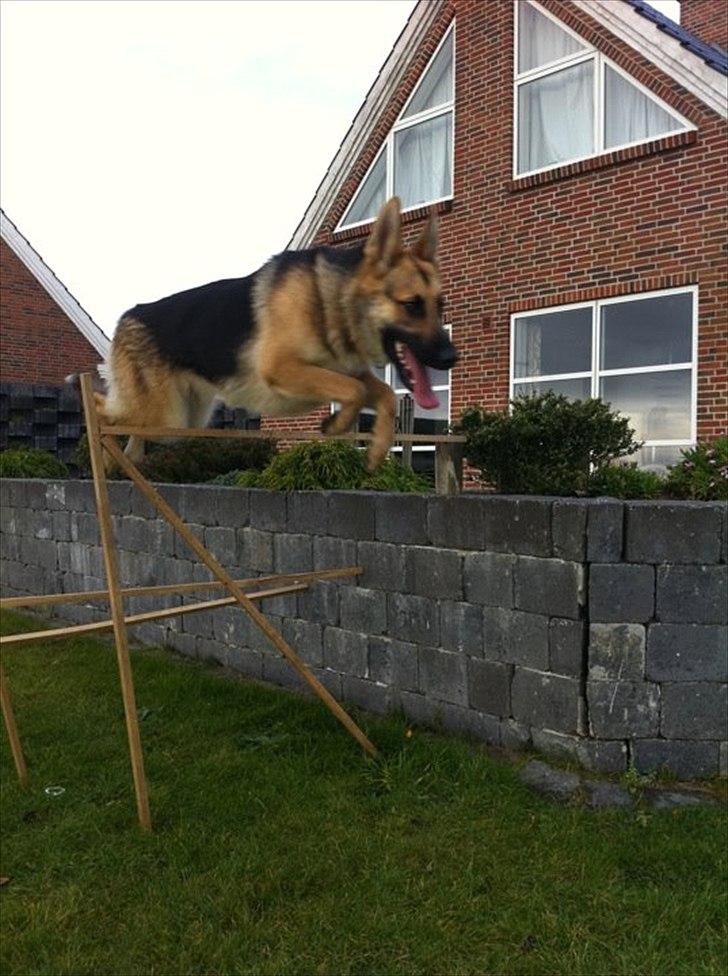 Schæferhund Bella  billede 8