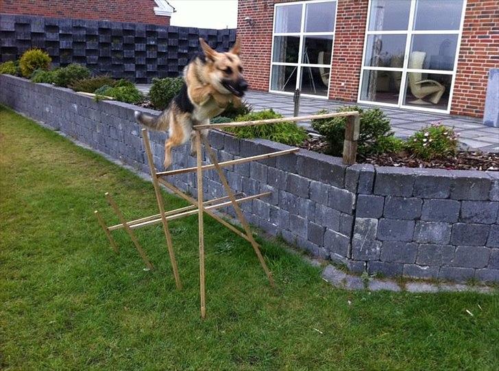 Schæferhund Bella  billede 9