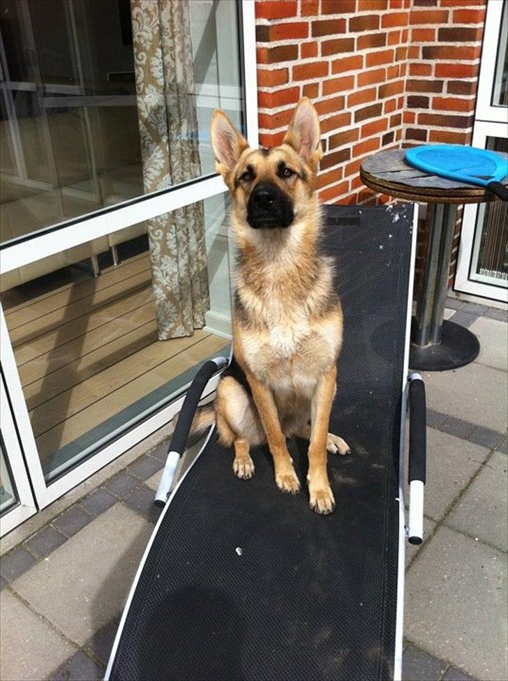 Schæferhund Bella  billede 10