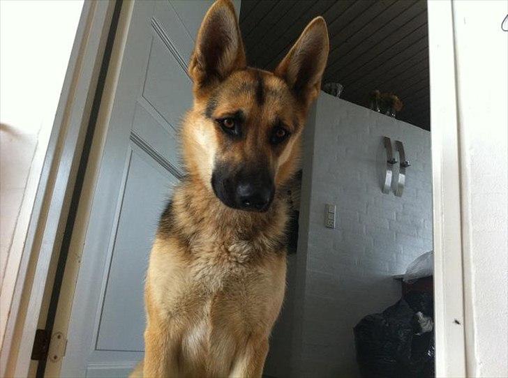 Schæferhund Bella  billede 11