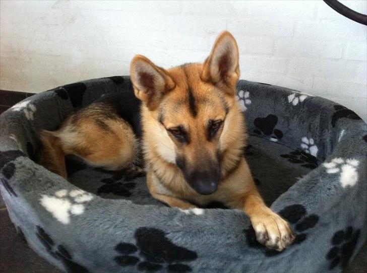 Schæferhund Bella  billede 12