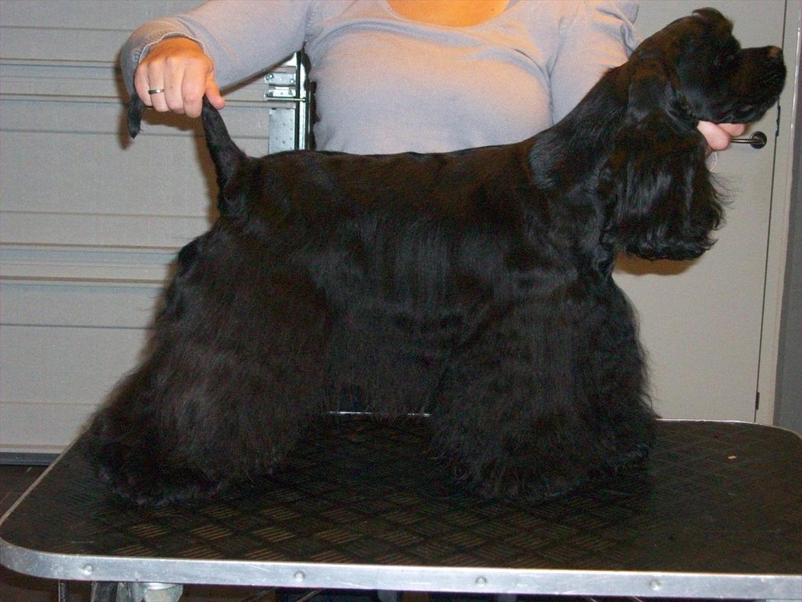 Amerikansk cocker spaniel Birkely's Catch The Wind  billede 1
