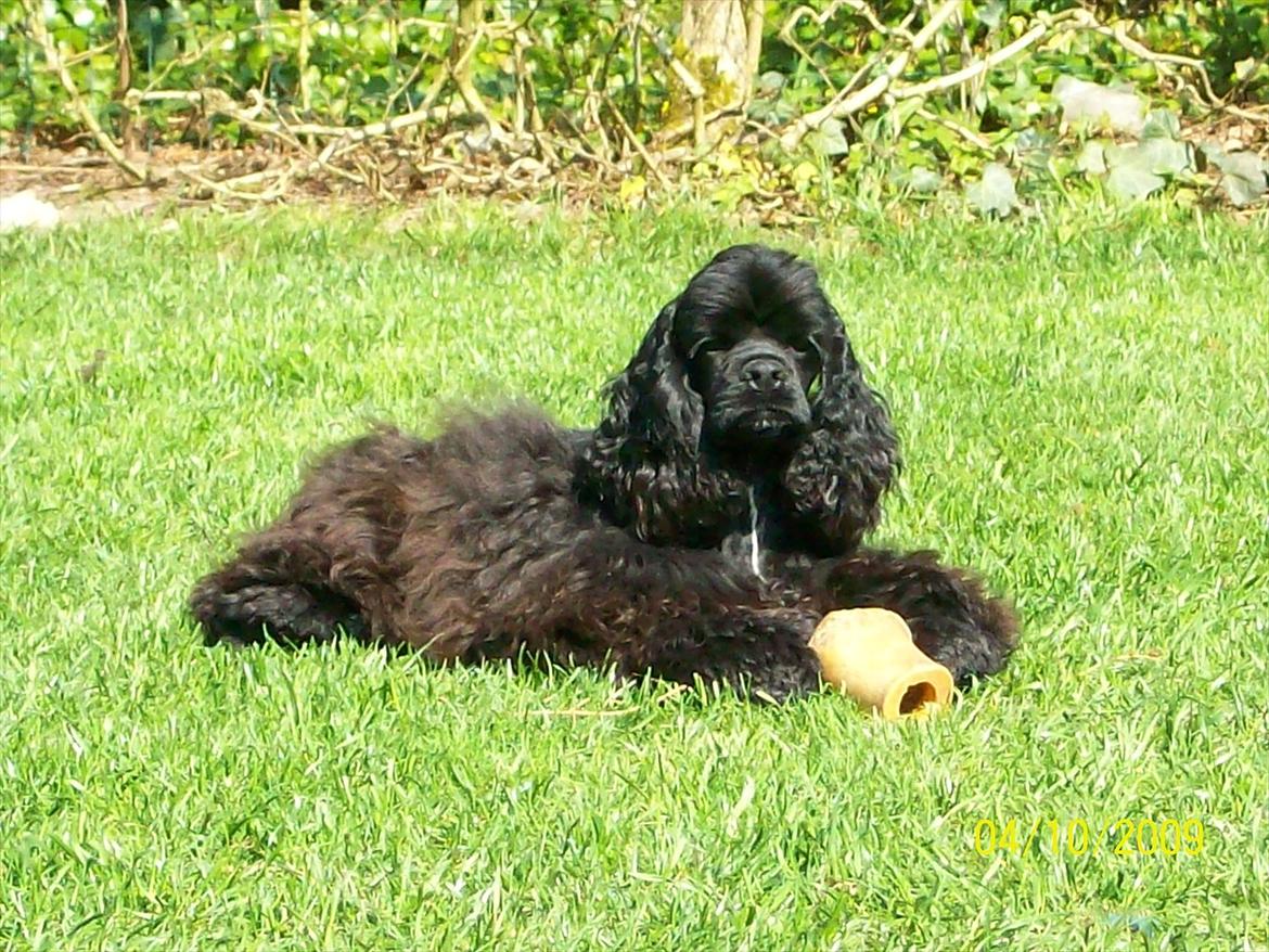Amerikansk cocker spaniel Birkely's Catch The Wind  billede 2