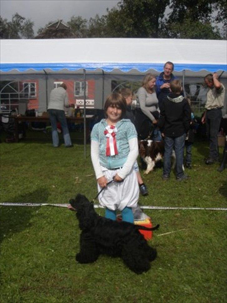 Amerikansk cocker spaniel Birkely's Catch The Wind  billede 3