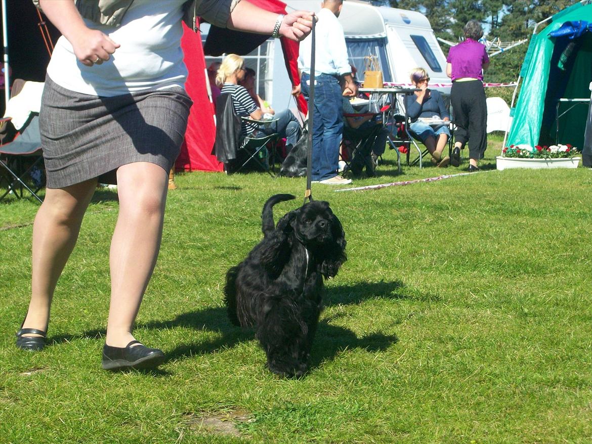 Amerikansk cocker spaniel Birkely's Catch The Wind  billede 4